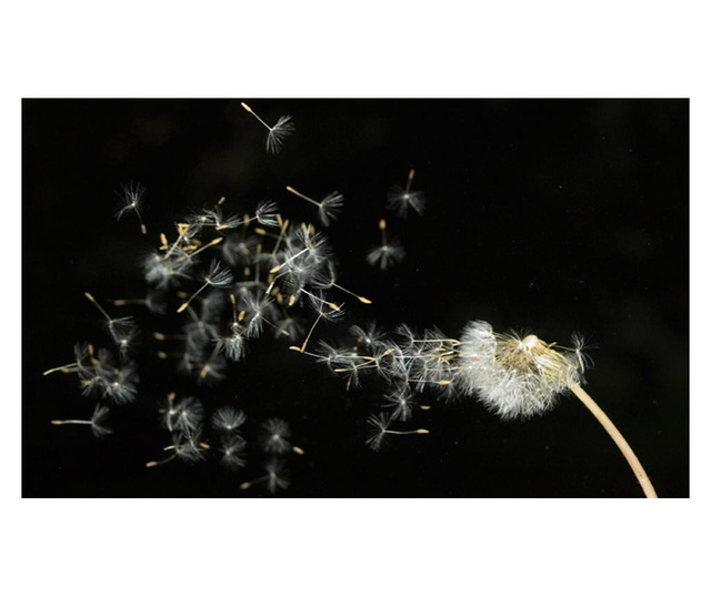 Fototapeta Dandelion Seeds Carried By The Wind 270x450 cm