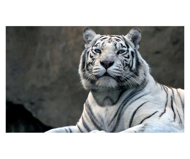 Fototapeta Bengali Tiger In Zoo 270x450 cm