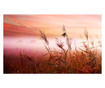 Fototapeta Morning Meadow 270x450 cm
