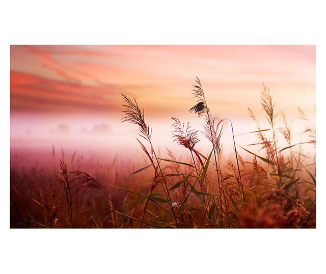Fototapeta Morning Meadow 270x450 cm