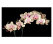 Foto tapeta Blooming Orchid 270x450 cm