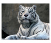 Fototapeta Bengali Tiger In Zoo 193x250 cm
