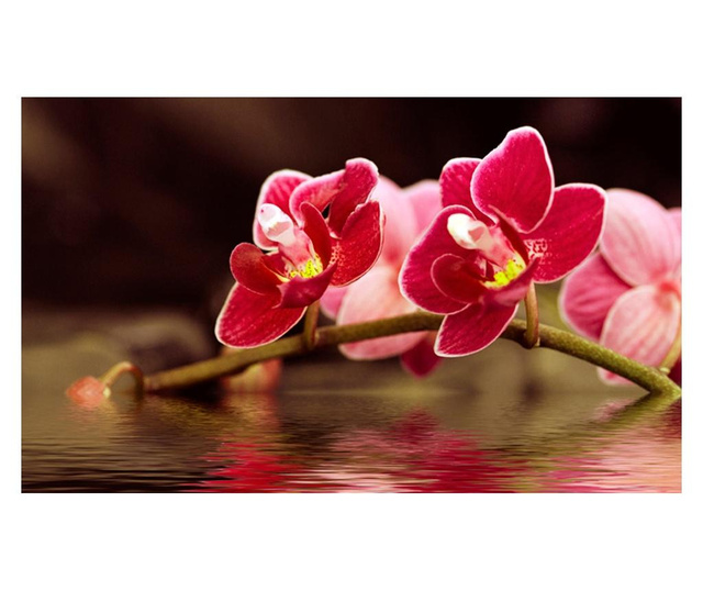 Fototapeta Beautiful Orchid Flowers On The Water 270x450 cm