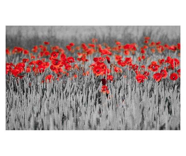 Foto tapeta Red Poppies On Black And White Background 270x450 cm