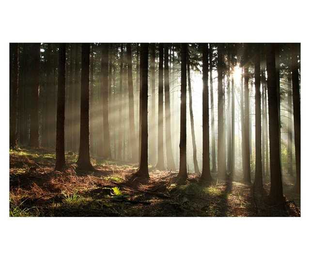 Fototapeta Coniferous Forest 270x450 cm