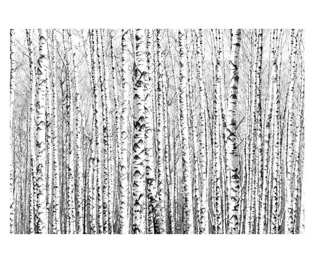 Foto tapeta Birch Forest 140x200 cm