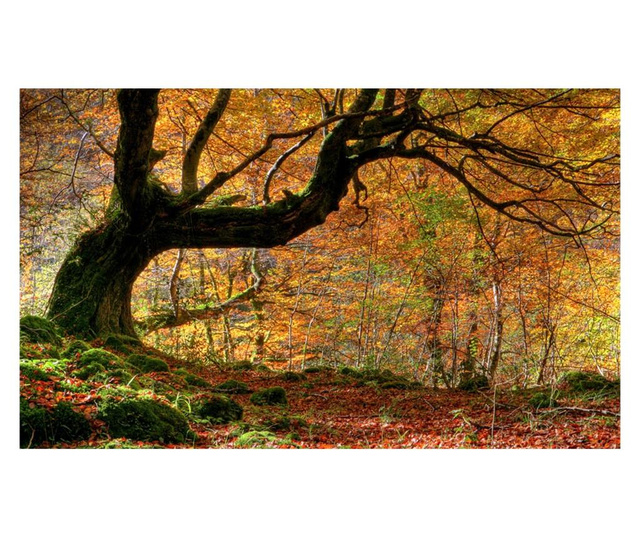 Fototapeta Autumn, Forest And Leaves 270x450 cm