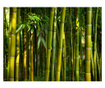 Fototapeta Asian Bamboo Forest 231x300 cm