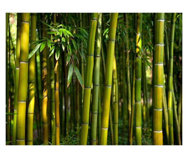 Foto tapeta Asian Bamboo Forest 270x350 cm