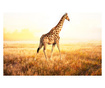 Foto tapeta Giraffe Walk 270x350 cm