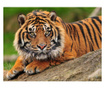 Foto tapeta Sumatran Tiger 270x350 cm