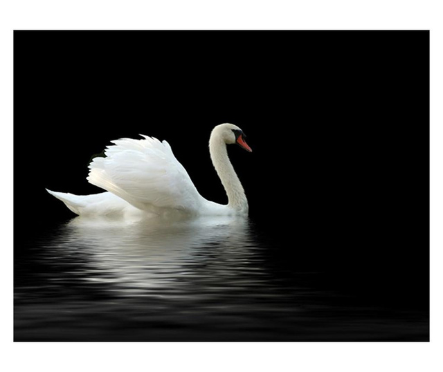 Fototapeta Swan Black And White 270x350 cm
