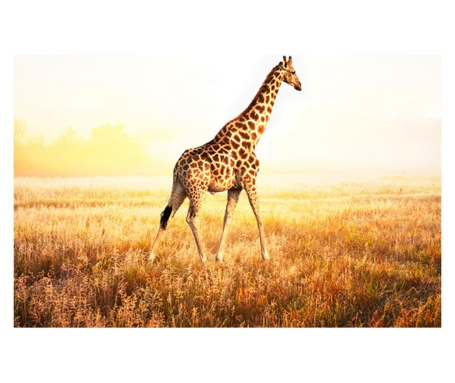 Fototapeta Giraffe Walk 154x200 cm