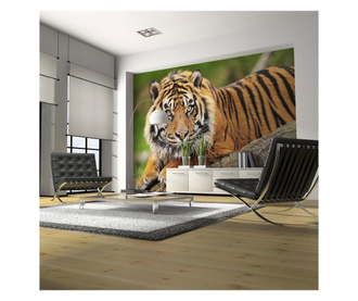 Foto tapeta Sumatran Tiger 154x200 cm