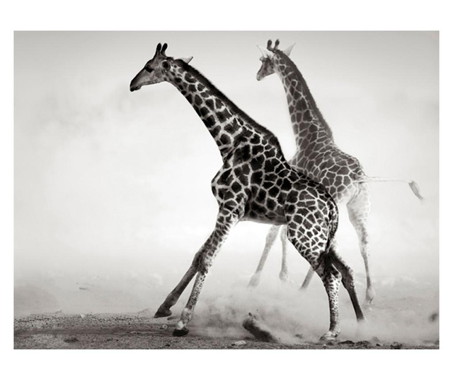 Foto tapeta Giraffes 270x350 cm