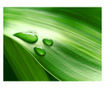 Fototapeta Leaf And Three Drops Of Water 231x300 cm