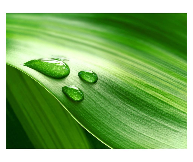 Fototapeta Leaf And Three Drops Of Water 231x300 cm
