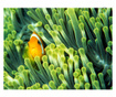 Tapet Anemonefish 231x300 cm