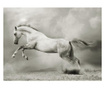Fototapeta Wild Stallion 270x350 cm