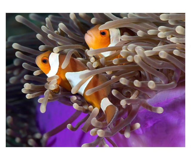 Foto tapeta Clownfish 270x350 cm