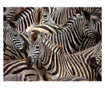 Fototapeta Herd Of Zebras 270x350 cm