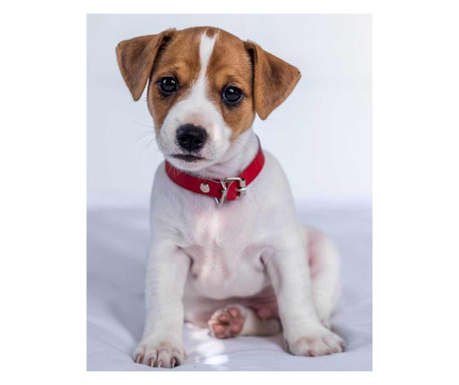 Deka Jack Russel Terrier 120x150 cm