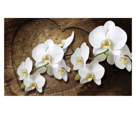 Фототапет Degrets 83568 Орхидея бяла  184x254 см