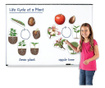 Циклите от живота на растенията - магнитни, Learning Resources, Ler6045
