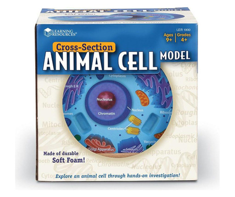 Model de celule animale - sectiune transversala, Learning Resources