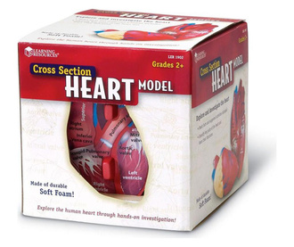 Мек анатомичен модел на сърце, Learning Resources, Ler1902