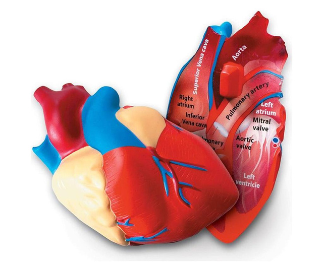 Мек анатомичен модел на сърце, Learning Resources, Ler1902