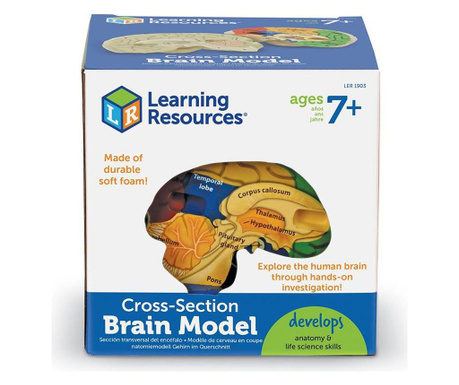 Model anatomic moale al creierului, Learning Resources, LER1903