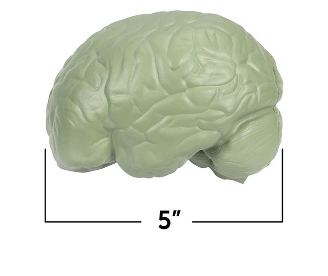 Мек анатомичен модел на мозък, Learning Resources, Ler1903