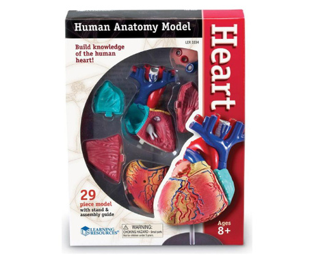 Mini model de Heart Learning Resources, LER3334