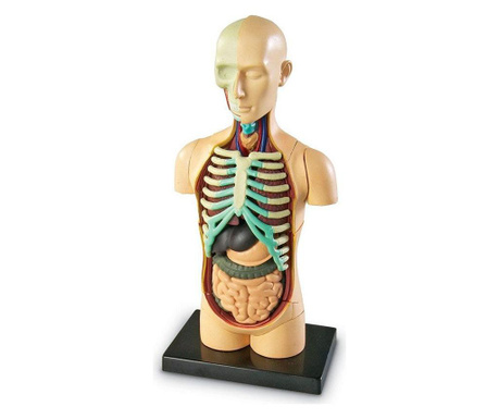 Анатомичен модел на човешкото тяло ТОРС, Learning Resources