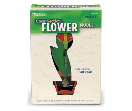 Model de flori (planta) - sectiune transversala, Learning Resources