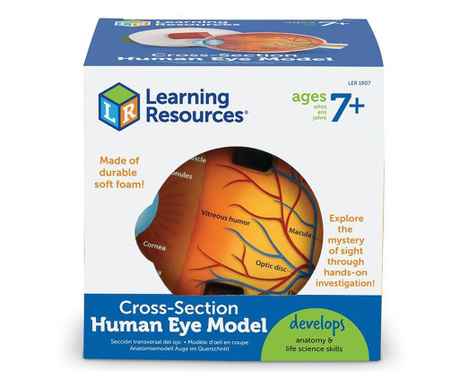 Model anatomic moale al ochiului, Learning Resources  14,5x15,5x14,5 cm