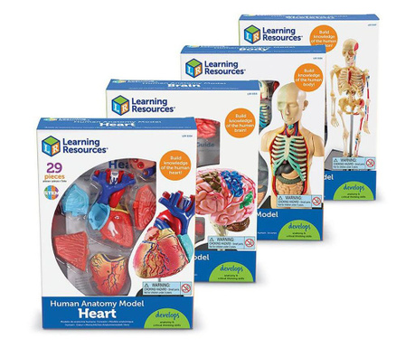 Set de modele anatomice ale corpului uman, Learning Resources, LER3338  34x23x20 cm