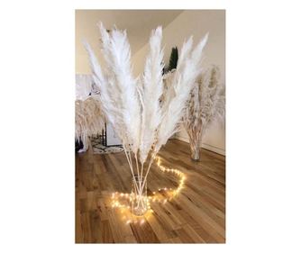 Large pampas grass uscat, conservat natural, 120cm, premium, pentru decoruri luxoase, vaporos, boho decor, alb imaculat, 1buc