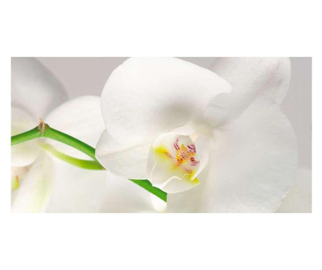 Panou bucatarie decorativ, protectie plita, Orhidee Alba 1 1250x500 mm