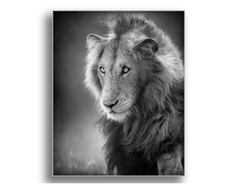 Tablou male lion, Printly, 100x70cm