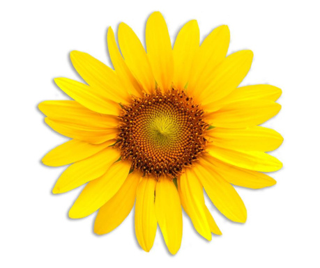 Podmetač Sunflower 40x50 cm