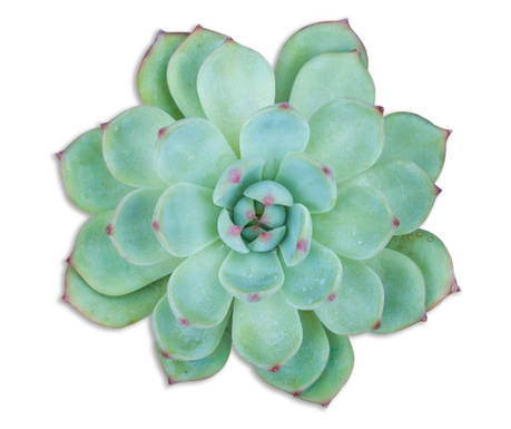 Подложка Green Succulent 40x50 cm