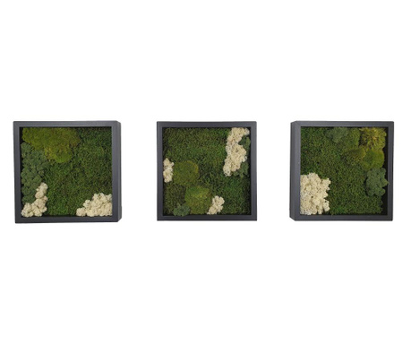 Set 3 tablouri patrate negre 30 cm cu muschi si licheni stabilizati