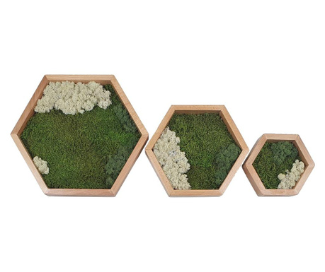 Set 3 tablouri hexagonale in scara natur cu muschi si licheni stabilizati