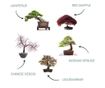 Kit de crestere plante Zen Bonsai