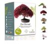 Kit de crestere plante Zen Bonsai