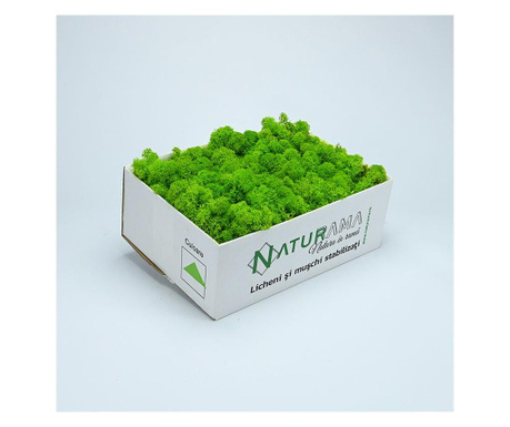Licheni decorativi curatati Premium Verde Deschis INTENS, cutie 500 grame
