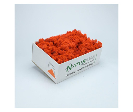 Licheni decorativi curatati Premium Orange INTENS, cutie 500 grame