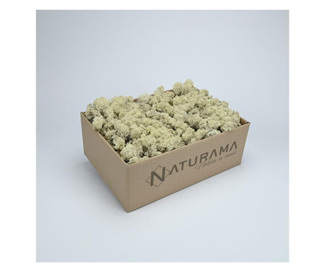 Licheni decorativi Alb, cutie 500 grame